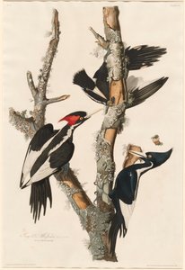 Pica-pau-de-bico-dourado, 1829